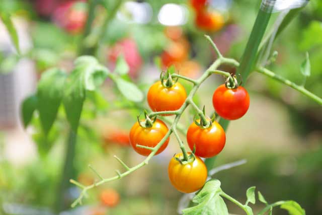 ベランダ栽培のトマト